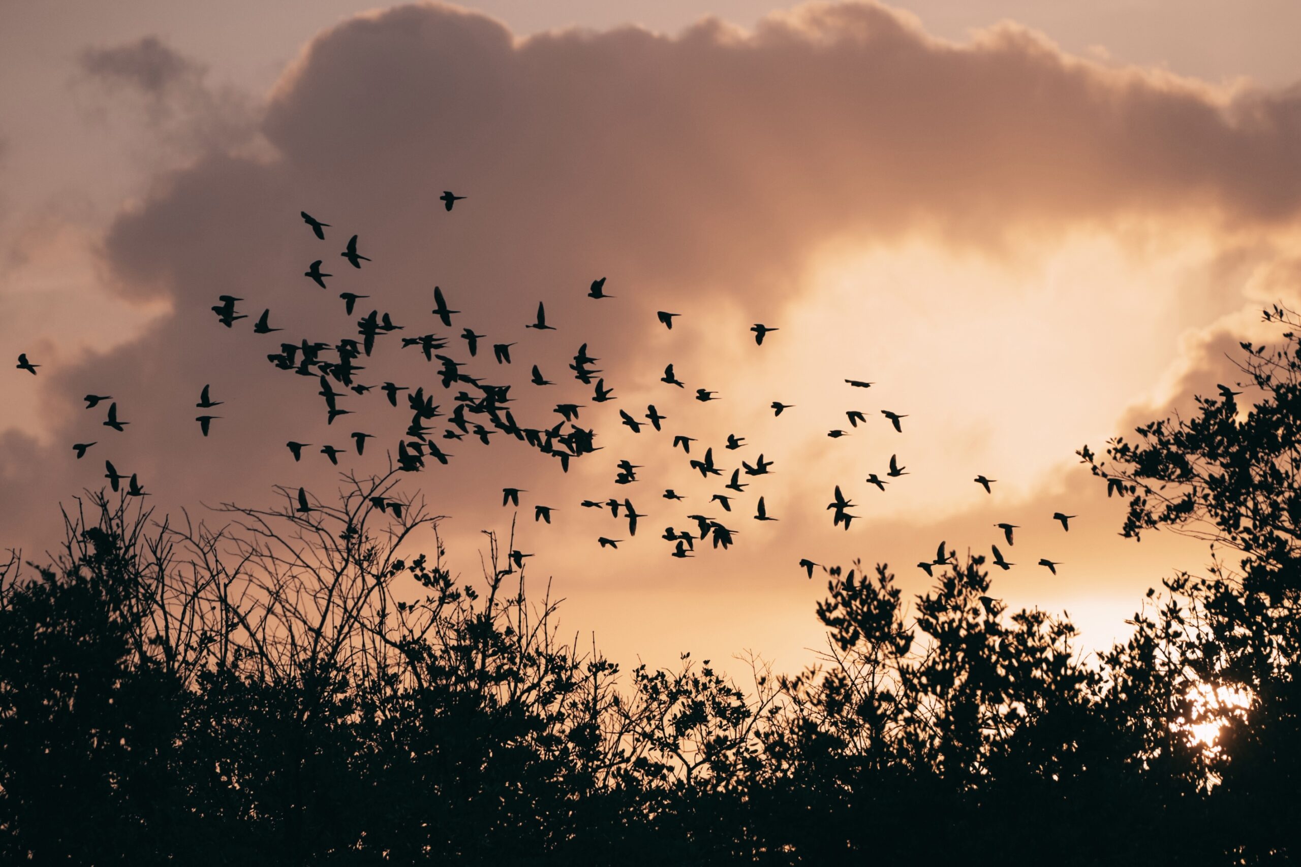 Aluguel casa de luxoSanto André, Villa 03